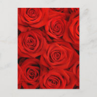 Rosas vermelhas naturais