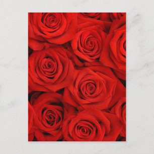 Cartão Postal Rosas vermelhas naturais