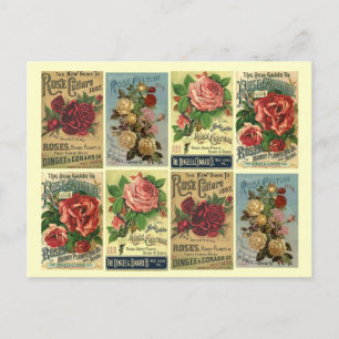 Cartão postal Rosas Vintage Rosa de Cultura Anúnci