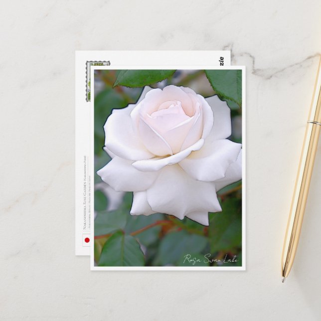 Cartão Postal Rose Garden (Frente/Verso In Situ)