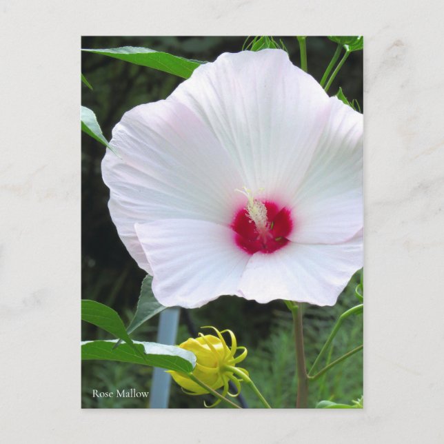 Cartão Postal Rose Mallow [Postcard] (Frente)