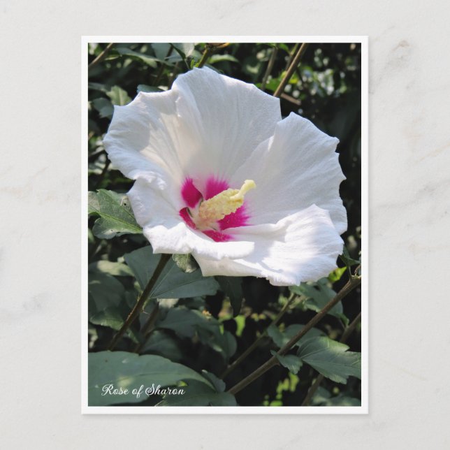 Cartão Postal Rose of Sharon (Frente)