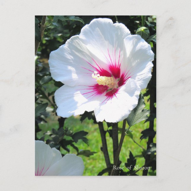 Cartão Postal Rose of Sharon (Frente)