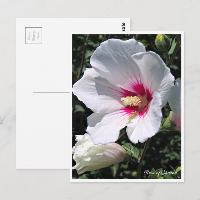 Cartão Postal Rose of Sharon ポストカード (Frente/Verso)