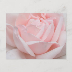 Cartão Postal Rose Petals Postcard