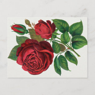 Cartão Postal Rose Print Rochester Litografando e Impressão Co
