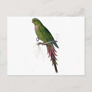 Cartão Postal Roseate Parrakeet por Edward Lear
