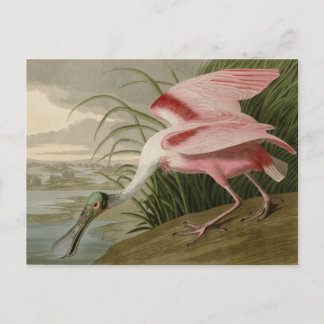 Cartão Postal Roseate Spoonbill