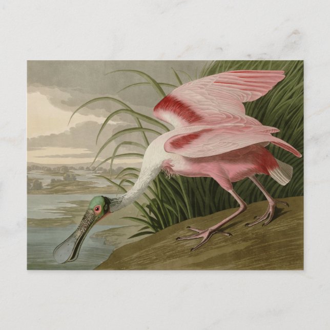 Cartão Postal Roseate Spoonbill (Frente)