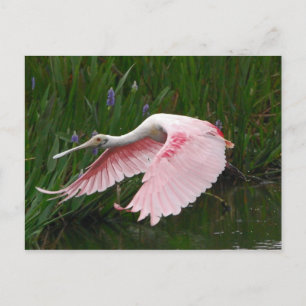 Cartão Postal Roseate Spoonbill