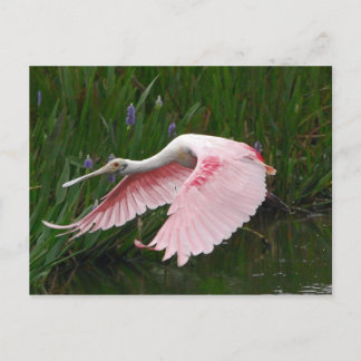 Cartão Postal Roseate Spoonbill