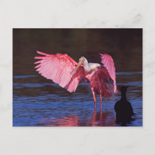 Cartão Postal Roseate Spoonbill (Ajaia ajaja) with Cormorant