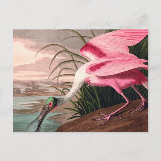 Cartão Postal Roseate Spoonbill Audubon Bird Willife (Frente)