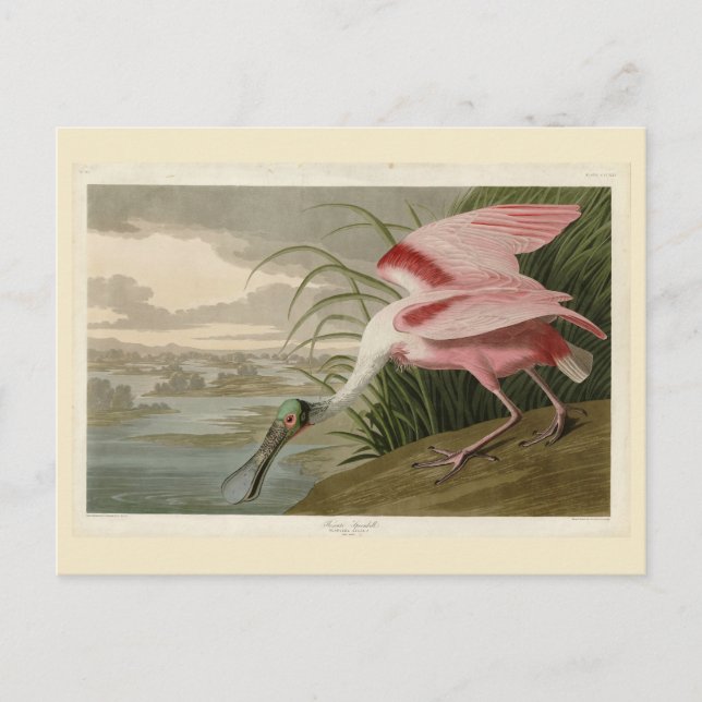 Cartão Postal Roseate Spoonbill, das Aves da América de Audubon (Frente)