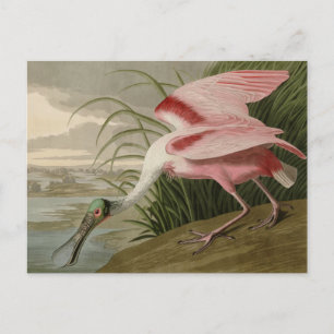 Cartão Postal Roseate Spoonbill, das Aves da América de Audubon
