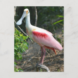 Cartão Postal Roseate Spoonbill High Island Texas
