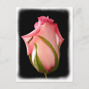 Cartão Postal Rosebud Rosa com Borda do Rico