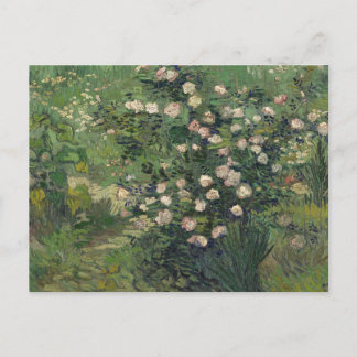 Cartão Postal Rosebush in Bloom by Vincent Van Gogh