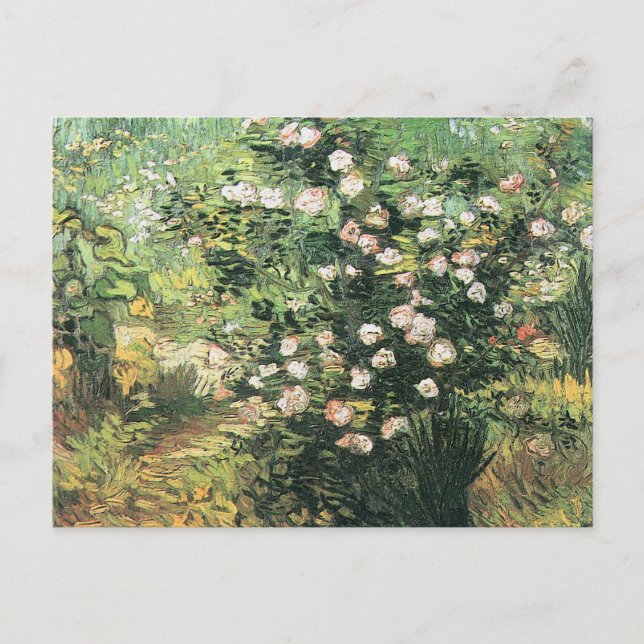Cartão Postal Rosebush no Blossom por Vincent van Gogh (Frente)