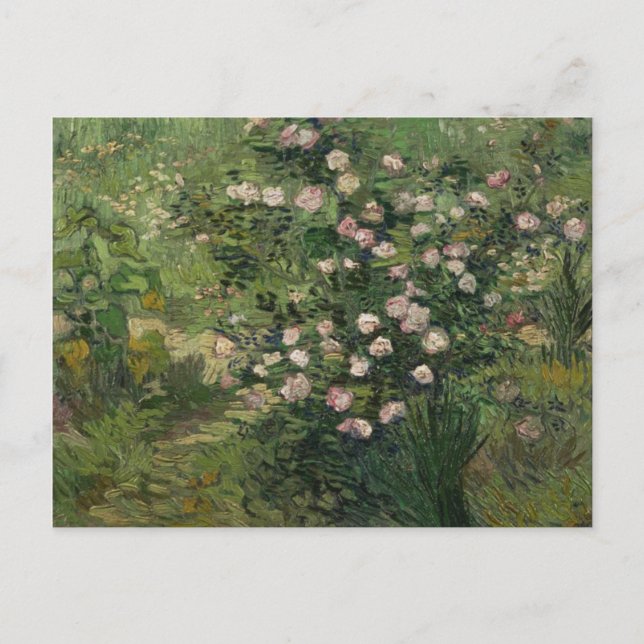 Cartão Postal Rosebush no Blossom, Van Gogh BFine Art (Frente)