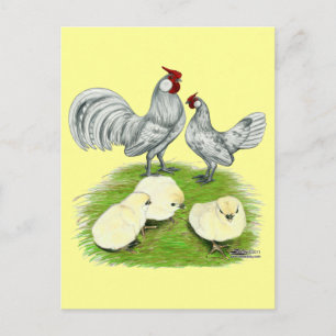 Cartão Postal Rosecomb Bantams e Pintinhos