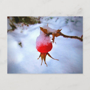 Cartão Postal Rosehip vermelho brilhante na neve do inverno