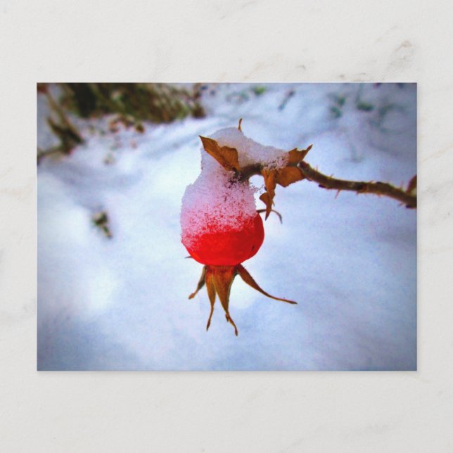Cartão Postal Rosehip vermelho brilhante na neve do inverno (Frente)