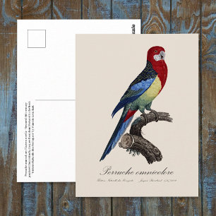 Cartão Postal Rosela-oriental ou periquito Platycercus eximius