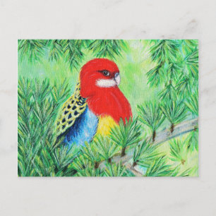 Cartão Postal Rosella Bird Painting