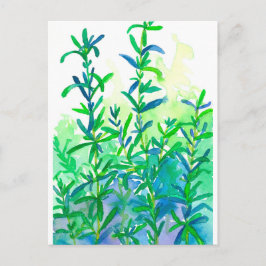 Cartão Postal Rosemary Herb Blue