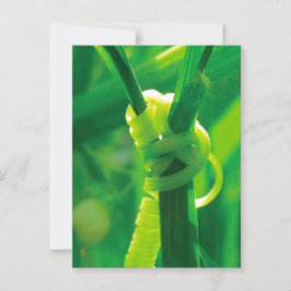 Cartão Postal Rosie, o encorajamento da Vinha de Ervilha Doce e