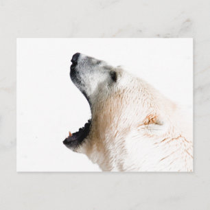Cartão Postal Rosnar de urso polar
