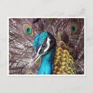 Cartão Postal rosto azul de pavão