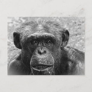 Cartão Postal Rosto Chimpanzé, Caráter Excelente, Preto e Branco