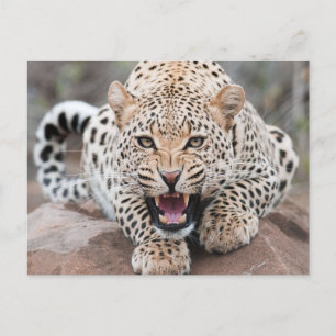 Cartão Postal Rosto De Ferida De Leopardo Crescente