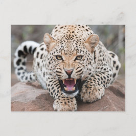 Cartão Postal Rosto De Ferida De Leopardo Crescente