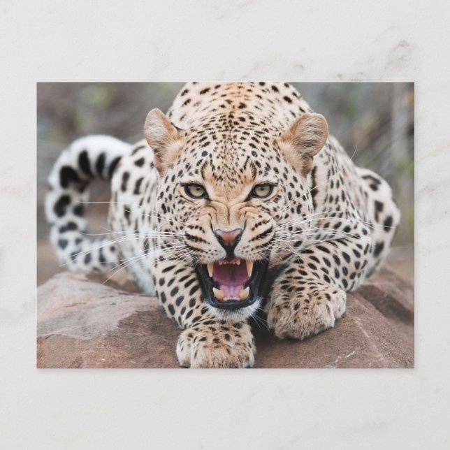 Cartão Postal Rosto De Ferida De Leopardo Crescente (Frente)