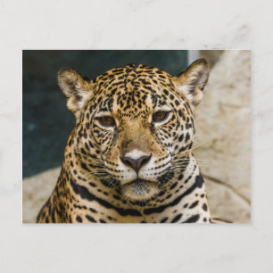 Cartão Postal Rosto de Gato Selvagem Leopardo