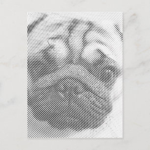 Cartão Postal Rosto de Pug