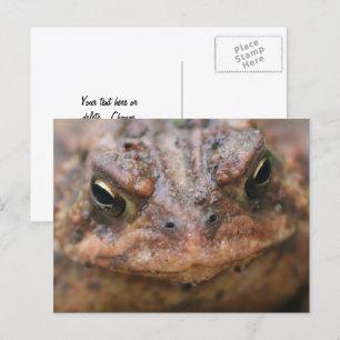 Cartão Postal Rosto de Sapo Marrom Fofo Natureza
