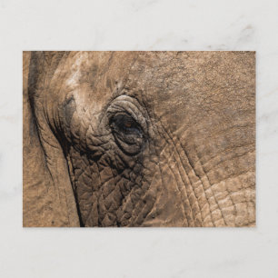 Cartão Postal Rosto de um Elefante