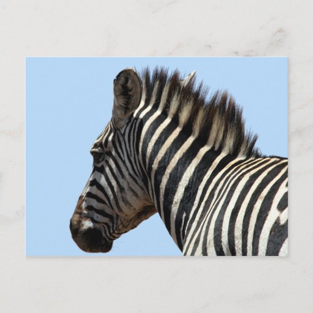 Cartão Postal rosto de zebra (Frente)