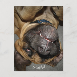 Cartão Postal Rosto Feliz - Foto Engraçada De Cachorro Mastiff 