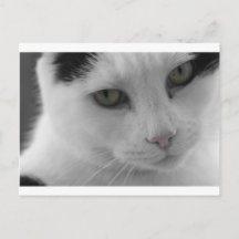 Rostos de gatos pretos e brancos