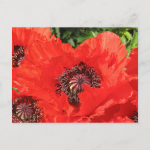 Cartão Postal Roter Mohn