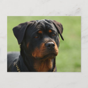 Cartão Postal Rottweiler