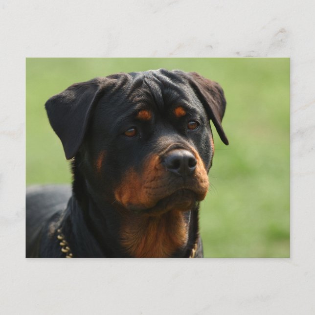 Cartão Postal Rottweiler (Frente)