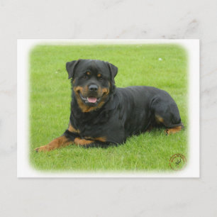 Cartão Postal Rottweiler