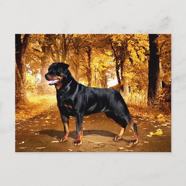 Cartão Postal Rottweiler (Frente)