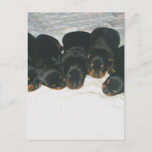 Cartão Postal Rottweiler
